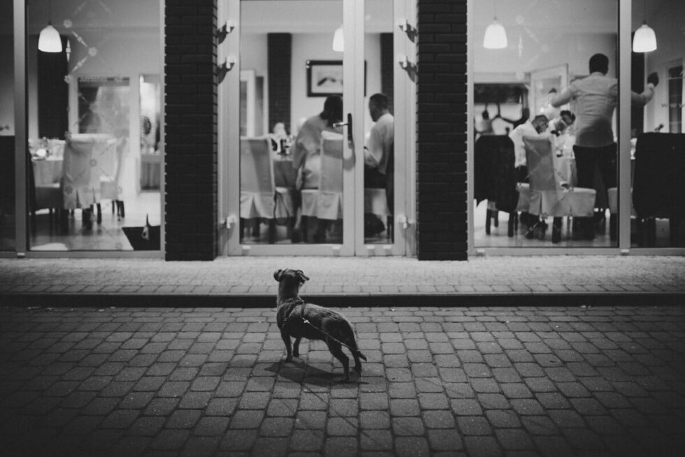 sesja ślubna na pałukach